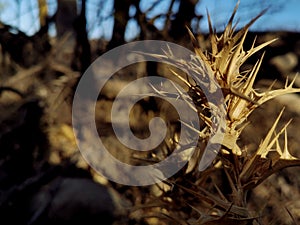 A picture of a thistle