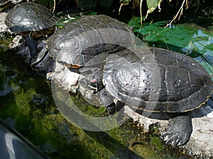 turtles photo