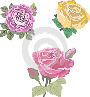 Picture of three vector roses
