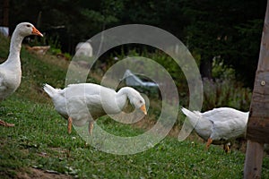 ANIMALS: Gooses in line