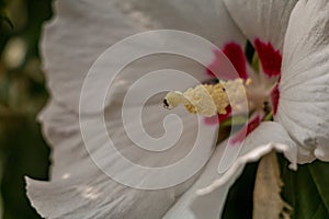 Tiny Spider on a Flower
