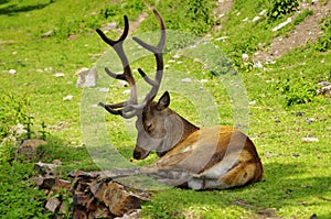 Deer - Cervus elaphus - Jelen Lesni