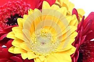 Picture of transvaal daisy in a white background