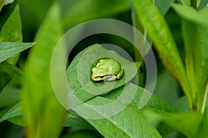 A picture of a tree frog resting on the leaf.