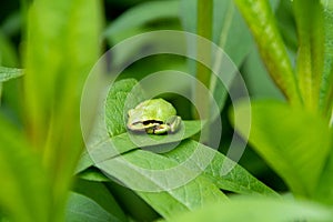 A picture of a tree frog resting on the leaf.