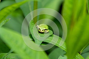 A picture of a tree frog resting on the leaf.