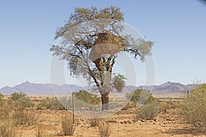 Picture of a tree with a large weaver bird\'s nest in namibia