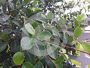 A picture of a tree in the rainy season with blurred water droplets on the leaves.