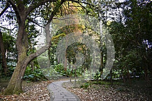 A picture of trees in botanical garden of Taipeh. photo