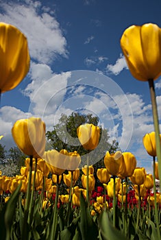 Picture of tulips against blue sky