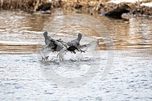 A picture of two American coots fighting each other.