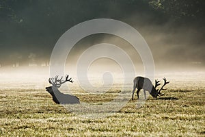 A deers in the morning mist