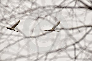 Two swans spread their wings in the sky