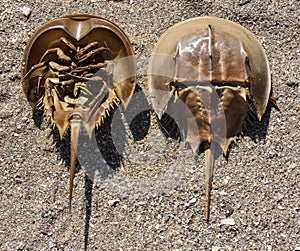 Horseshoe Crabs - both top shell and the soft underside on sand.