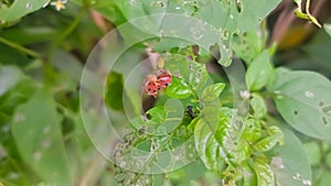 A picture of two little ladybugs on the leaf