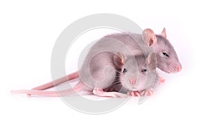 Picture of two tired baby rats on white background