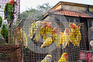 Picture of various multicolour birds in a cage. Sales of caged birds openly at the local fair at Galiff Street, Kolkata