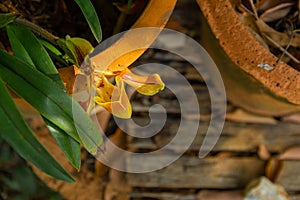 Picture of a Venus Slipper Paphiopedilum gratrixianum orchid in the background flowerpot