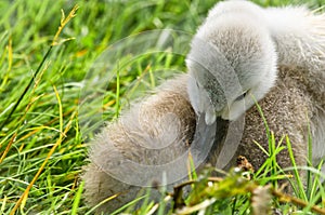 Picture of a very small and fluffy little swan, just slipped, newborn,   cleaning it`s feathers with many details