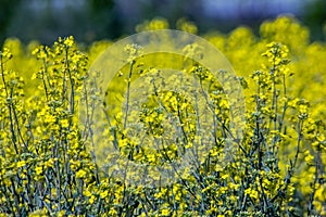 Picture of a view of a rapeseed field, The rapeseed has a fairly deep thickening root, preferring, thus, medium dough soils, deep