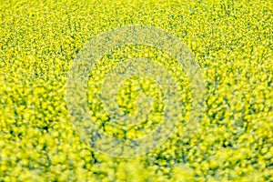 Picture of a view of a rapeseed field, The rapeseed has a fairly deep thickening root, preferring, thus, medium dough soils, deep