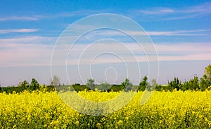 Picture of a view of a rapeseed field, The rapeseed has a fairly deep thickening root, preferring, thus, medium dough soils, deep