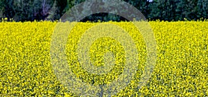 Picture of a view of a rapeseed field, The rapeseed has a fairly deep thickening root, preferring, thus, medium dough soils, deep