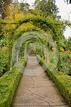 A picture of vine rose tunnel and a pathway in autumn.   Victoria BC Canada