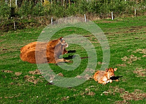 Herd of red limousine cattle cows around resting on a grass on a sunny day.