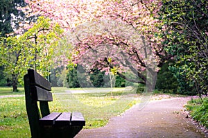 Bench in a park with scenic cherry tree blossoms in the background