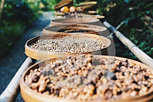Kahlua coffee beans on a coffee farm in Bali Indonesia photo