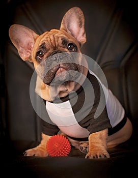 Portrait of French Bulldog Dado photo