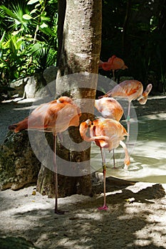 Flamingoes in Yucatan Peninsula, Mexico photo