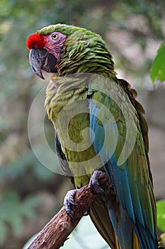 Military Macaw resting on a tree,Tulum, Mexico photo
