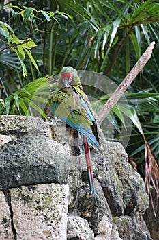 Military Macaws resting on a rock,Tulum, Mexico photo