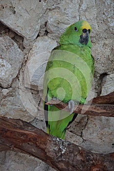 Parrot resting on a tree,Tulum, Mexico photo