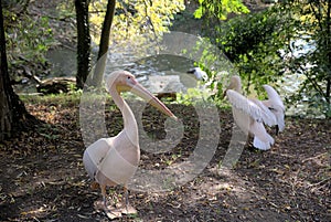 Obrázok pelikána v ZOO