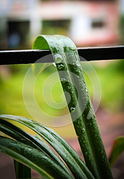 Picture of Water Droplets on Leaf