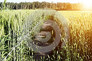 Picture of wheat fields for baisakhi