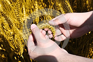 Picture of wheat fields holding in hand for baisakhi festival