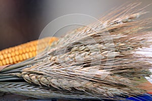Picture of wheat spikelets