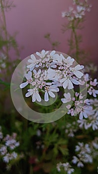 White flowers with pink shade with blue background photo