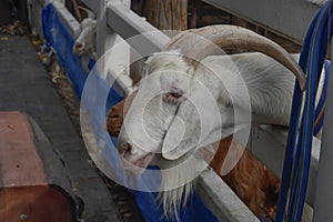 Picture A white goat pokes its head out of the cage inside the farm