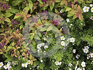 Picture of a white and pink plants in the gardenery.