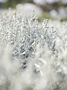 Picture of a white plant in the gardenery.