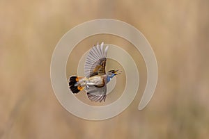 picture of white-spotted Bluethroat catching a fly in flight