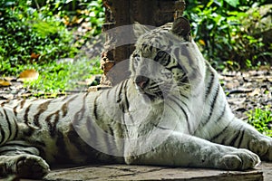 Picture of white tiger looks sideway photo