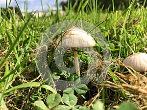 White toadstool mushroom in meadow