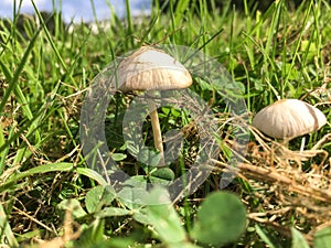 White toadstool mushroom in meadow