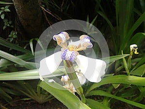 White Trimezia Flower - Walking Iris - Nature - Garden - Plants photo